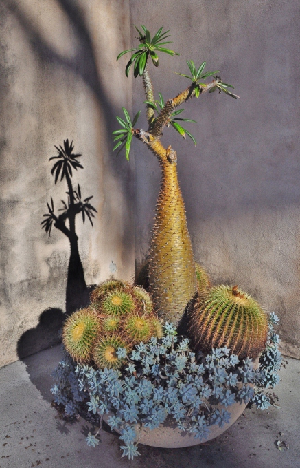 from the cactus garden